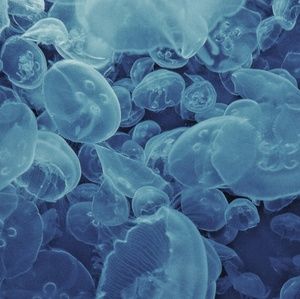 Meet your Posher, Audrey